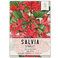 Seed needs scarlet for sale  Delivered anywhere in USA 