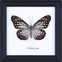 Glassy tiger butterfly for sale  Delivered anywhere in USA 