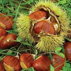 Froze chinese chestnut for sale  Delivered anywhere in USA 