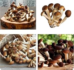 Micelio funghi pioppini usato  Spedito ovunque in Italia 