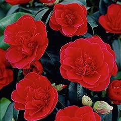 Camellia japonica lady for sale  Delivered anywhere in UK