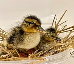 Fertile duck eggs for sale  Delivered anywhere in USA 