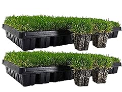 Zoysia plugs 100 for sale  Delivered anywhere in USA 