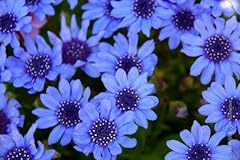 Blues blue daisy for sale  Delivered anywhere in USA 