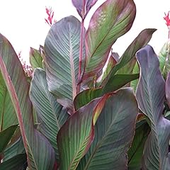 Cannas musifolia per for sale  Delivered anywhere in USA 