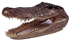 Genuine alligator preserved for sale  Delivered anywhere in USA 
