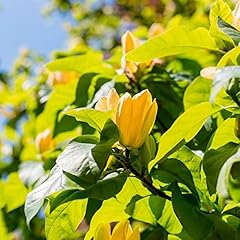 Semi magnolia albero usato  Spedito ovunque in Italia 