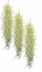 Spanish moss tillandsia for sale  Delivered anywhere in UK