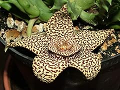 Portal cool stapelia d'occasion  Livré partout en France