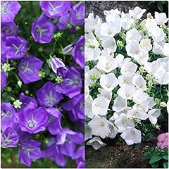 Campanula clips mix for sale  Delivered anywhere in Ireland