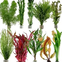 Live aquarium plants for sale  Delivered anywhere in UK