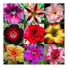 Exotic plants adenium d'occasion  Livré partout en France