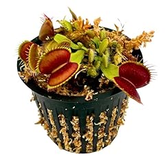 Live potted carnivorous for sale  Delivered anywhere in USA 