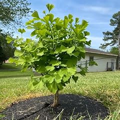Ginkgo biloba tree for sale  Delivered anywhere in USA 