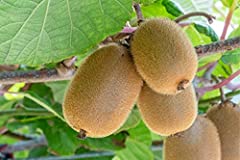 Kiwi pianta frutta usato  Spedito ovunque in Italia 