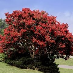 Crape myrtle red for sale  Delivered anywhere in USA 