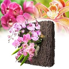 Duspro tree fern for sale  Delivered anywhere in USA 