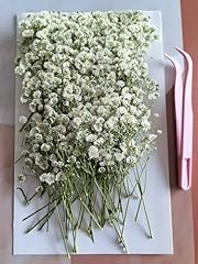 130pcs dried pressed for sale  Delivered anywhere in UK