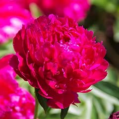 Karl rosenfield peony for sale  Delivered anywhere in USA 