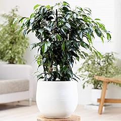 Ficus benjamina danielle for sale  Delivered anywhere in Ireland