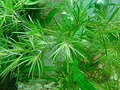 Guppy grass aquarium for sale  Delivered anywhere in UK