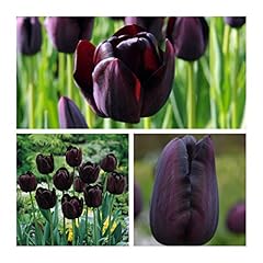 Tulip flower bulbs for sale  Delivered anywhere in UK