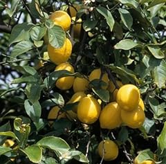 Piante limone osbeck usato  Spedito ovunque in Italia 