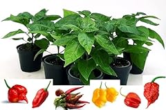 Powers flowers peperoncino usato  Spedito ovunque in Italia 