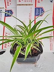Jmbamboo reverse variegated for sale  Delivered anywhere in USA 