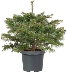 Nordmann fir tabletop for sale  Delivered anywhere in UK