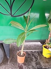 Plumeria plante d'occasion  Livré partout en France