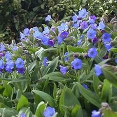 Lungenkraut azurea pulmonaria gebraucht kaufen  Wird an jeden Ort in Deutschland