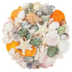 Natural sea shell for sale  Delivered anywhere in USA 