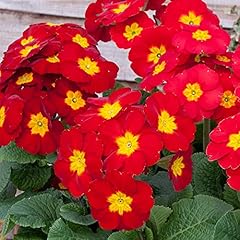 Polyanthus red colourful for sale  Delivered anywhere in UK