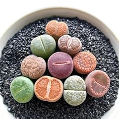 Lithops large random for sale  Delivered anywhere in USA 