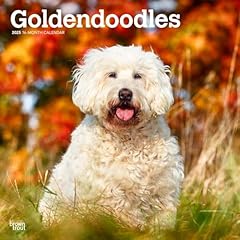 Goldendoodles 2025 inch for sale  Delivered anywhere in USA 