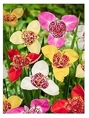 Tigridia pavonia mixed for sale  Delivered anywhere in UK