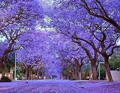 Purple jacaranda mimosifolia for sale  Delivered anywhere in USA 