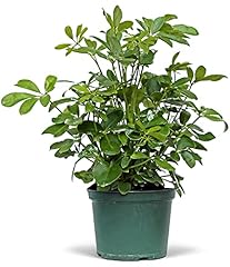 Live hawaiian schefflera for sale  Delivered anywhere in USA 