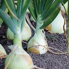 200pcs vidalia onion for sale  Delivered anywhere in USA 