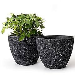Jolie muse flower for sale  Delivered anywhere in USA 