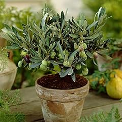 Ulivo hardy bonsai usato  Spedito ovunque in Italia 