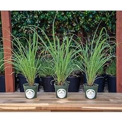Citronellaking lemongrass live for sale  Delivered anywhere in USA 