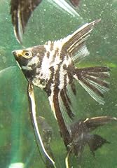 Pack mable angelfish for sale  Delivered anywhere in USA 