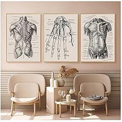 BINGJIACAI Human Anatomy Artwork Medical Wall Picture Muscle Skeleton Vintage Poster Nordic Canvas Print Education Painting Office Home Decor-40x50cmx3 Unframed for sale  Delivered anywhere in Canada