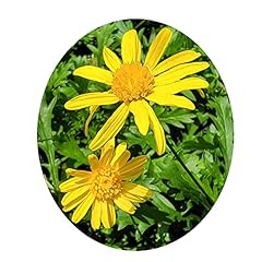 African bush daisy for sale  Delivered anywhere in USA 