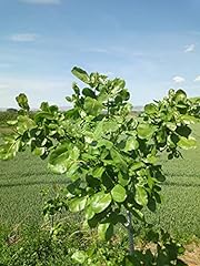 Generíco pistacchio pianta usato  Spedito ovunque in Italia 