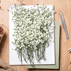 130 pezzi gypsophila usato  Spedito ovunque in Italia 