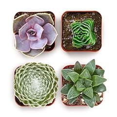Shop succulents collectors for sale  Delivered anywhere in USA 