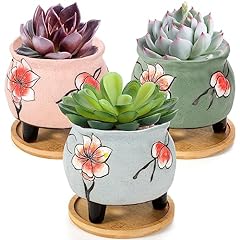 Cedilis pack succulent for sale  Delivered anywhere in USA 